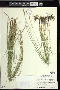 Carex praegracilis image