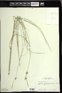 Carex oligosperma image