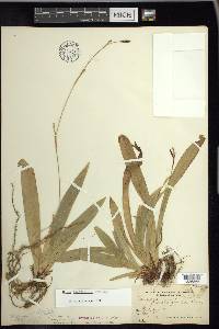 Carex plantaginea image