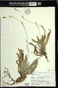 Carex plantaginea image