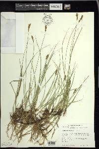 Carex praegracilis image