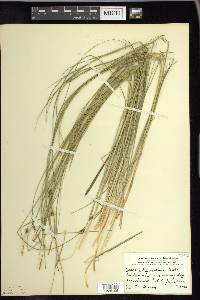 Carex oligosperma image