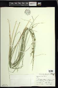 Carex oligosperma image