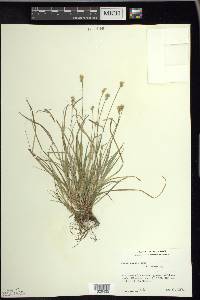 Carex peckii image