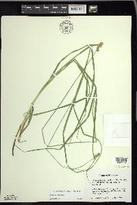 Carex normalis image