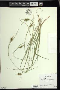 Carex pallescens image