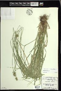 Carex normalis image