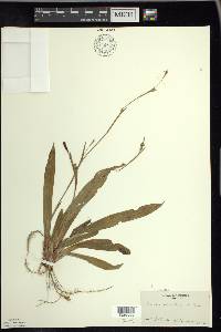 Carex plantaginea image