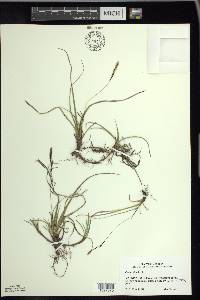 Carex richardsonii image