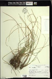 Carex sterilis image