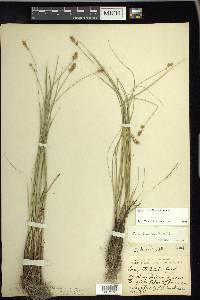 Carex sterilis image