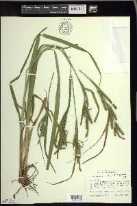 Carex scabrata image