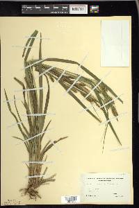 Carex scabrata image