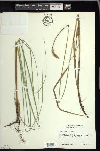 Carex sartwellii image