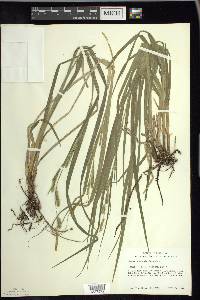 Carex scabrata image