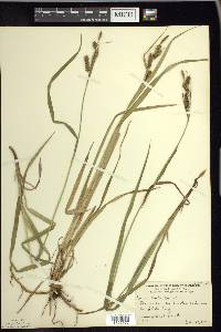 Carex scabrata image