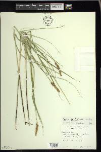 Carex sartwellii image