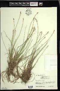 Carex sterilis image