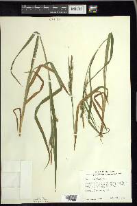 Carex scabrata image