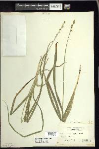 Carex sparganioides image