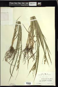 Carex scabrata image