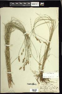 Carex sterilis image