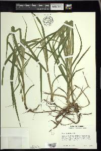 Carex scabrata image