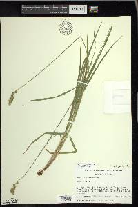 Carex projecta image