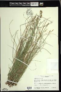 Carex sterilis image