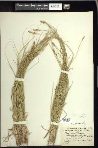 Carex siccata image