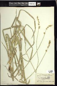 Carex sparganioides image