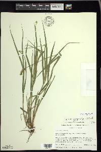 Carex projecta image