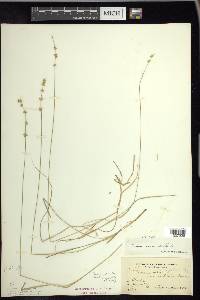 Carex radiata image