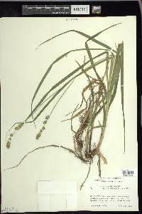 Carex sparganioides image