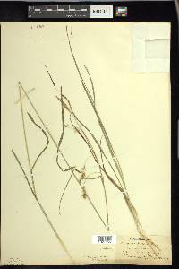 Carex sprengelii image