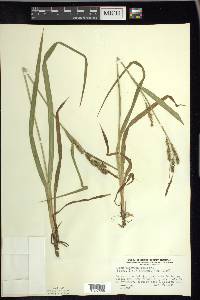 Carex scabrata image