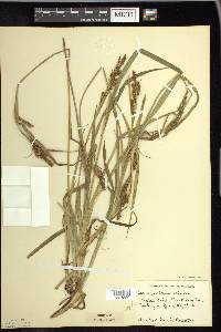 Carex scabrata image