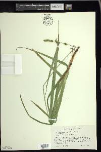 Carex sparganioides image