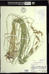 Carex projecta image