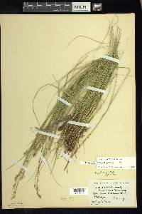 Carex sterilis image