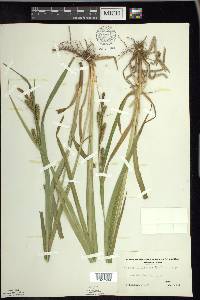 Carex scabrata image