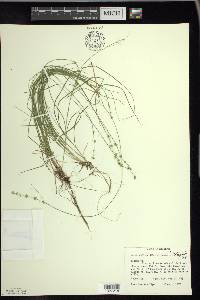 Carex radiata image