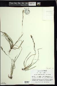 Carex richardsonii image