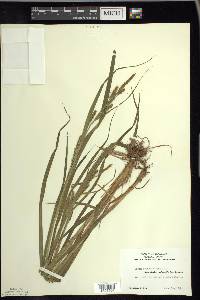 Carex scabrata image