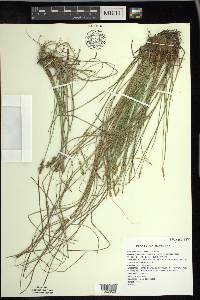 Carex sterilis image