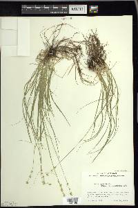 Carex radiata image