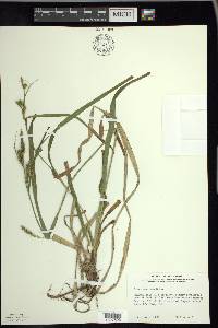 Carex scabrata image