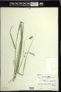 Carex projecta image