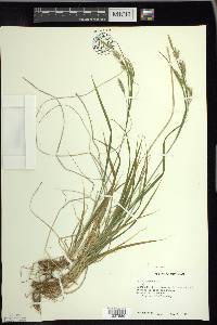 Carex sprengelii image