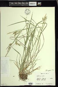 Carex sprengelii image